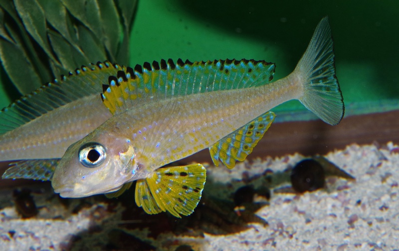 Xenotilapia papilio 'Kanoni'